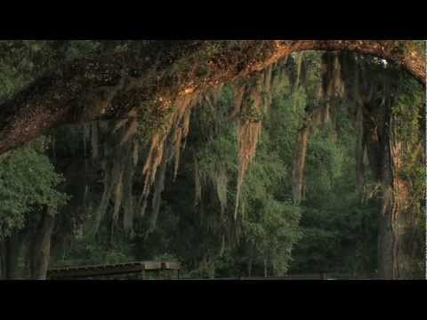 Cotton Plant, a novel by Jim Sutherland