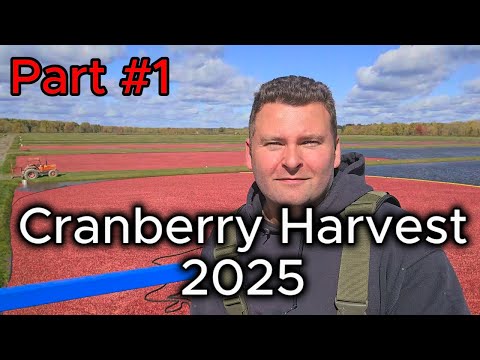 Cranberry Harvest is full speed ahead, come see how we gather up millions of cranberries!