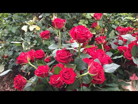 Aki a virágot szereti...