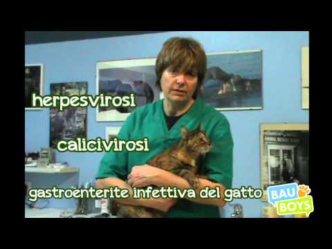 Targhe da vermi durante gravidanza Medicina efficace da vermi per il bambino