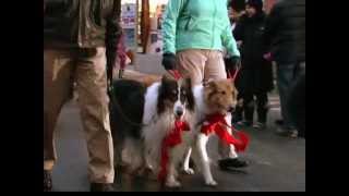 preview picture of video 'Williamstown Walk- Reindog Parade 2012'