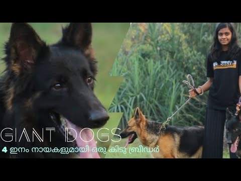 നല്ലയിനം നായകളുമായി ഒരു ബ്രീഡർ | നായ വളർത്തലിൽ നേരിടുന്ന വെല്ലുവിളികൾ |