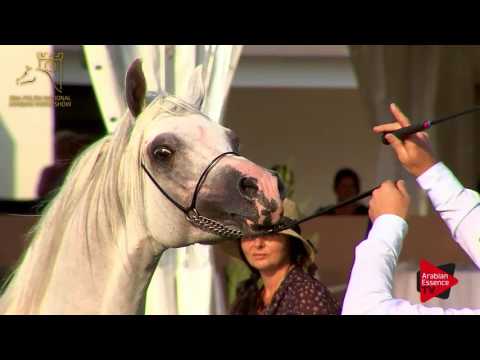 N.93 BAROK - 2017 Pride Of Poland - 4/6 Years Old Stallions (Class 10)