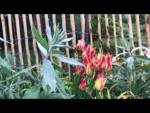 Regn och trädgård - 3 smarta saker att göra när det regnar - Odla mer effektivt