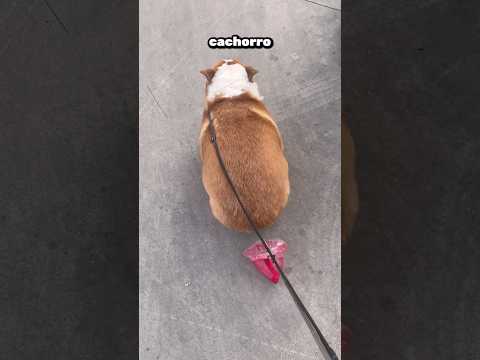 You won't believe how this puppy poops! 🤯🐶🛍️