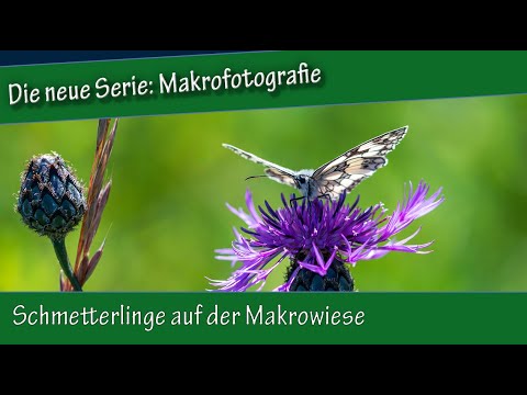 Schmetterlinge auf der Makrowiese