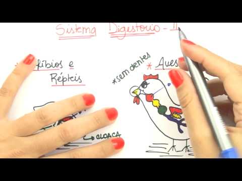 Me Salva! Extensivo de Biologia - FHA03 - Sistema Digestório II - SDC - Deuterostômios