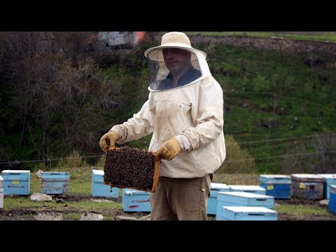 , title : 'Ruhsatsız ilaçlar bal arılarını telef ediyor'