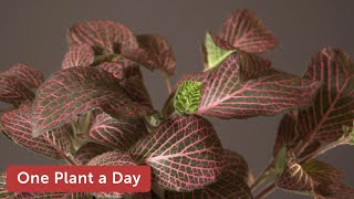 Fittonia albivenis (Nerve Plant) Houseplant Care — 223 of 365