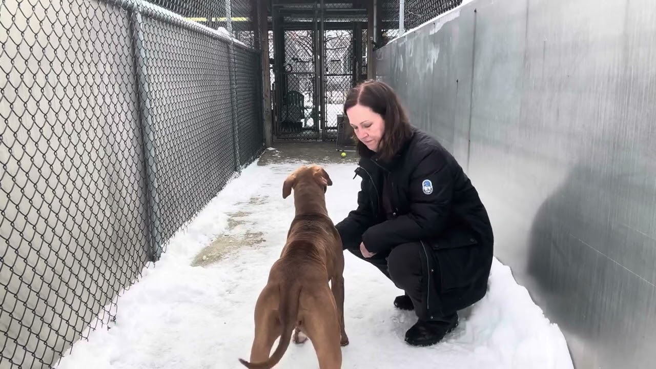 Enlarge Odessa, a ADOPTABLE Pit Bull Terrier in Chicago, IL video 5/5