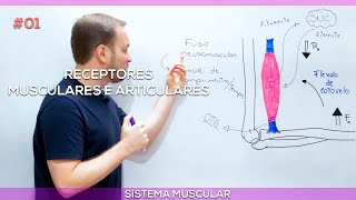 Receptores articulares e musculares #1