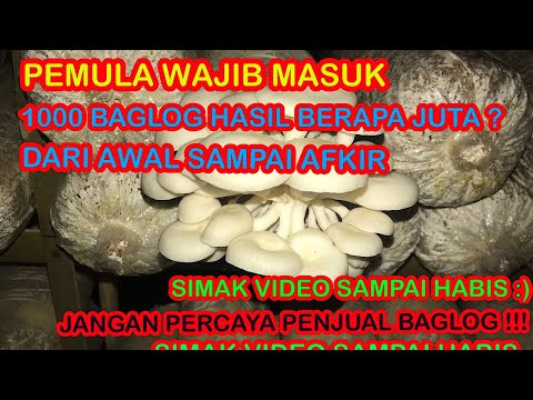 1000 BAGLOG JAMUR TIRAM Dari Awal Sampai AFKIR