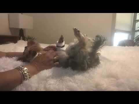 Makai Loves Beauty Shop and Spa - Video 3