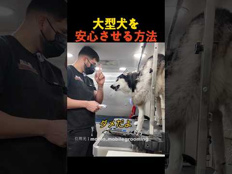 大型犬を安心させる方法