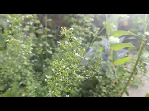 園芸 リトル・カラメント、偽カラメント・ネペタ