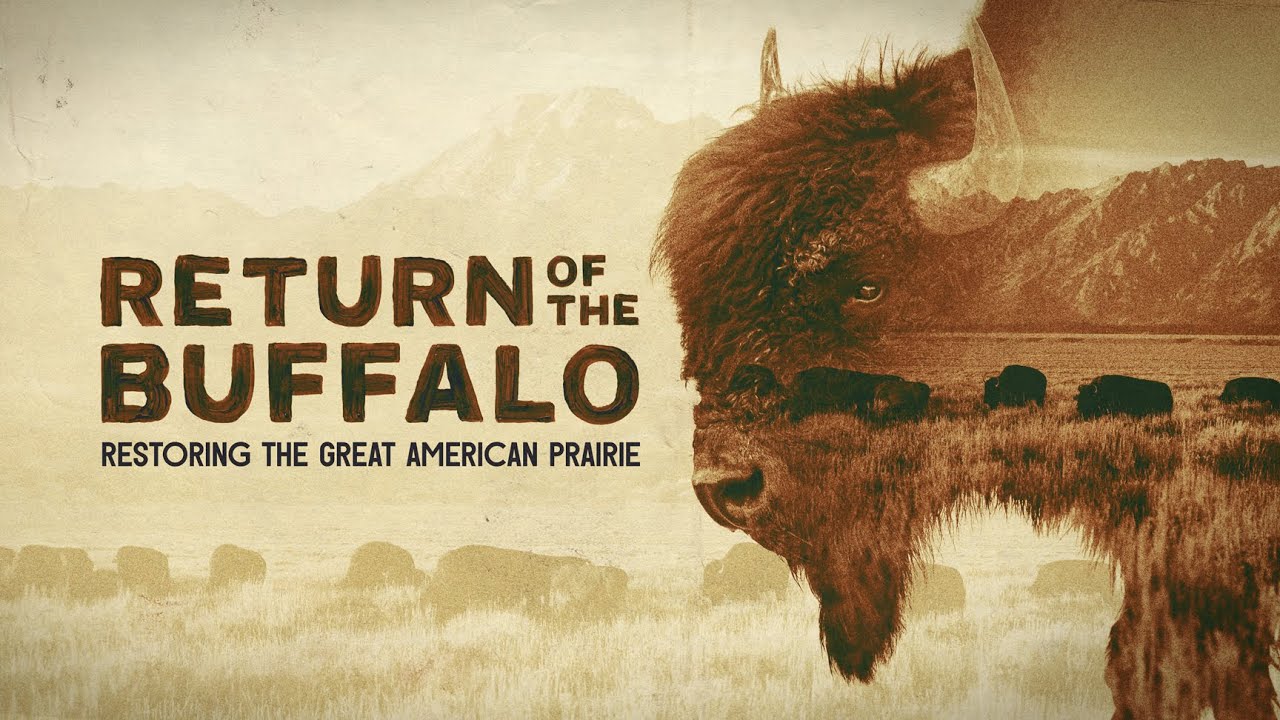 The Return of the Buffalo: Restoring the Great American Prairie