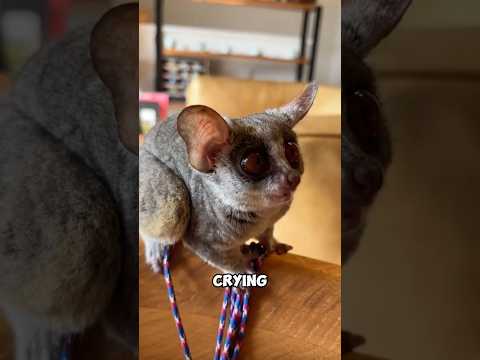 Why galago's are called bush babies? 😨