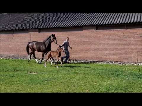 Stutfohlen Global Player x De Niro/ Flemmingh