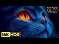 Most Stunning 16K Video ULTRA HD 16K HDR 120fps Dolby Vision 8K 4K Video TV