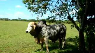 sones con banda- entrale al baile comadre