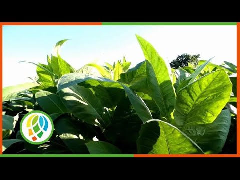 Recorrió Viceprimer Ministro Jorge Luis Tapia Fonseca áreas productivas del municipio de La Palma