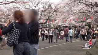 preview picture of video 'Japan Trip 2013 Tokyo The Cherry Blossom season in Ueno Park 63'