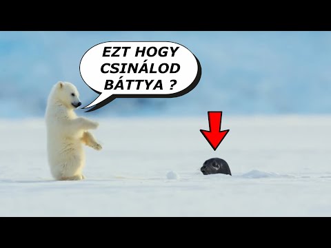 a férgek megsemmisítésére szolgáló gyógyszerek