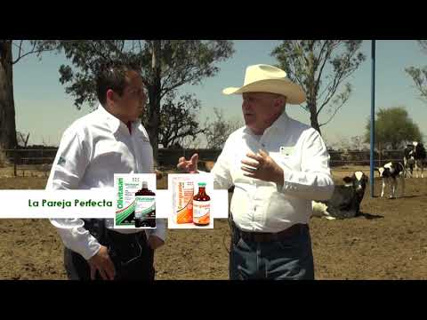 Las mejores vitaminas y minerales para el ganado