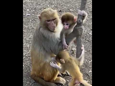 #ASMRMongkey #CuteDanjoomonkey  #Monkeyeating #FunnyMonkey #DanceMonkey / #monkey  Ept211  #shorts