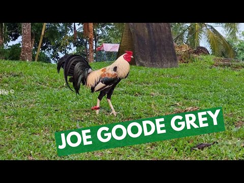 JOE GOODE GREY
