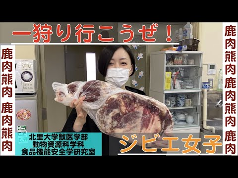 獣医学科 【北里大学獣医学部 動物資源科学科】研究紹介 食品機能安全学研究室（ジビエ）