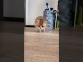Cute Cat Shorts