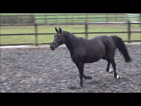 "Dolce Vita" Dante Weltino x Donnerschwee geb. / born 2014