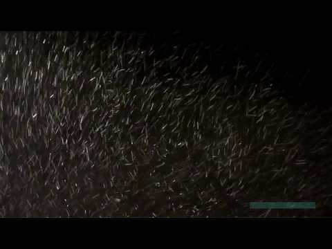 Artist Inspiration - Snow Blizzard - Rhondda RCT Wales UK - David Winwood