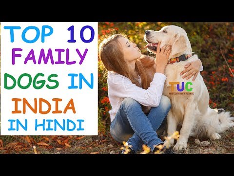 download lagu mp3 mp4 Best Family Dog In India, download lagu Best Family Dog In India gratis, unduh video klip Best Family Dog In India