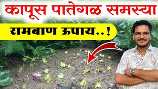 कापूस पातेगळ समस्या 🔥 Kapus pategal konti favarani karavi
