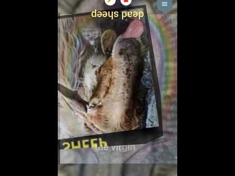 those who hide their plans, they turn everything upside down Jonathan Kleck the virgin dead sheep