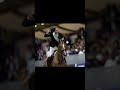 Another one 😈😈@feichannel #eckermann #showjumping #horse #horsebackriding #preppy #horsey