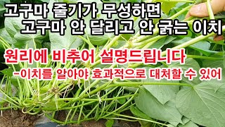 고구마 줄기가 무성하면 고구마 안 달리고 안 굵는 이치. 과학적 원리에 비추어 설명드립니다. 이치를 알아야 …