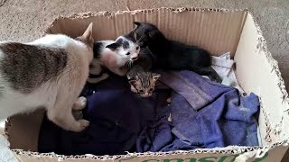 可愛いすぎる子猫 Part 1 || 芸能界ニュース