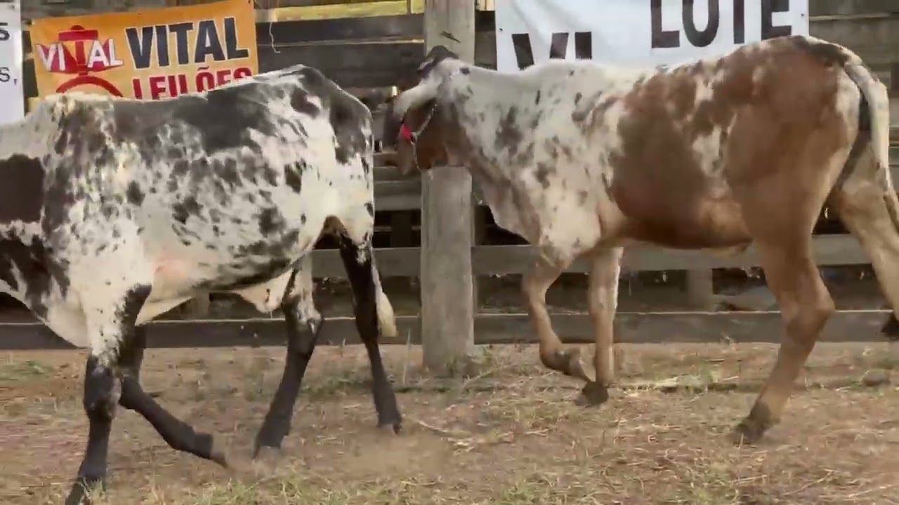 LOTE 82