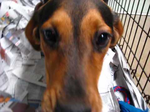 Trooper, an adopted Beagle Mix in Kittanning, PA_image-1