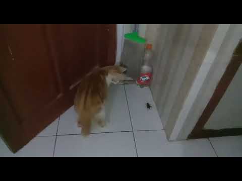 Kucing Oyen ( Si Eulis ) lagi mainin jangkrik