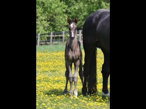 -sold- Quadriga: Black colt 2018 out of Grand Prix/elite dam line