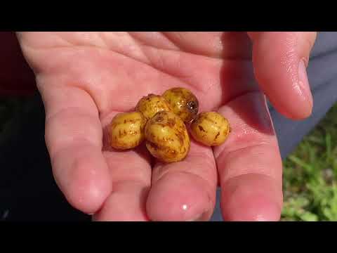 Alune tigrate Carp Expert Bait Tigernut Strawberry