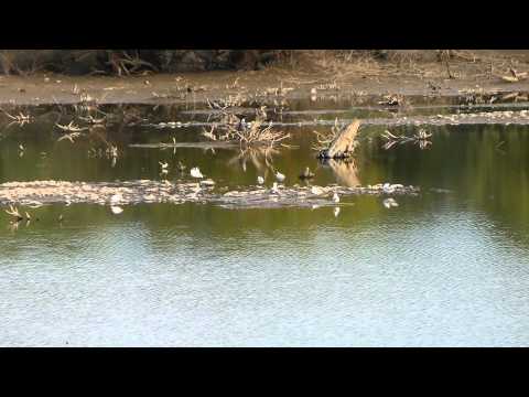 00033 001-Meeting of  bird