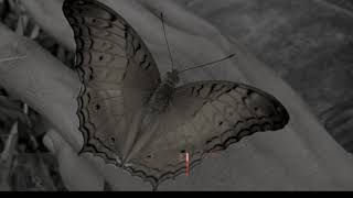 Download lagu Karaoke dangdut. Gadis Melayu mp3