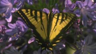 Les Papillons - Chausson - Jessye Norman