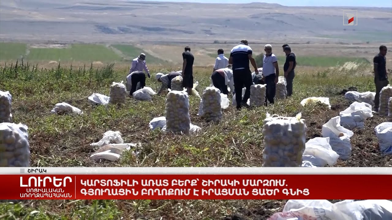 Կարտոֆիլի առատ բերք՝ Շիրակի մարզում. գյուղացին բողոքում է իրացման ցածր գնից