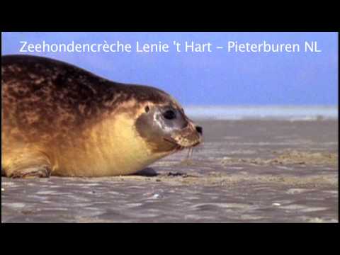 youtube video placeholder